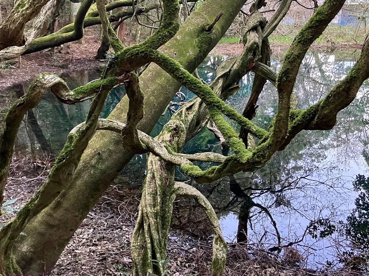 耳舐め&耳ふーサンドイッチ 田舎の癒し ~山形県遊佐町音源~ 【耳恋なかさん&そよかぜみらいさん/安眠特化/環境音現地収録】 耳舐め&耳ふーサンドイッチ 田舎の癒し ~山形県遊佐町音源~ 【耳恋なかさん&そよかぜみらいさん/安眠特化/環境音現地収録】